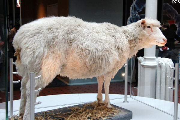 Dolly the cloned sheep (1996) at National Museum of Scotland. Edinburgh, Scotland.