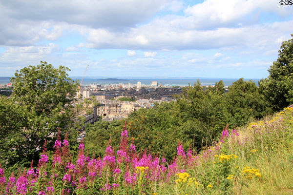 Calton Hill flowers with Leith beyond. Edinburgh, Scotland.
