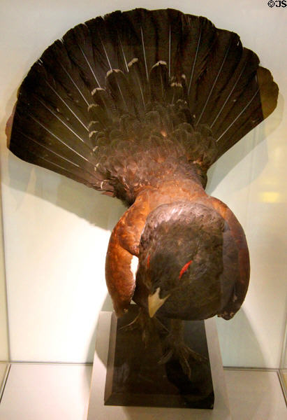 Capercaillie specimen, a bird on edge of extinction in Scotland, at Hunterian Museum. Glasgow, Scotland.