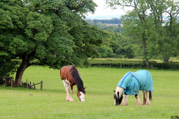 Horses at National Museum of Rural Life. Kittochside, Scotland.