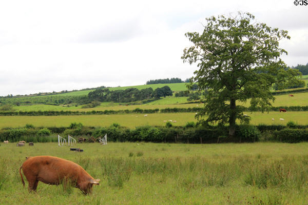 Pig in field at National Museum of Rural Life. Kittochside, Scotland.