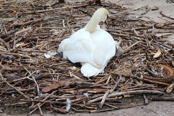 Swan nesting at Kelvin Harbour. Glasgow, Scotland.