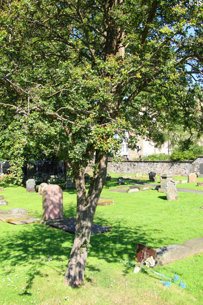 Thorn tree which tradition says is burial place (1303) of mother of Sir William Wallace at Dunfermline Abbey. Dunfermline, Scotland.