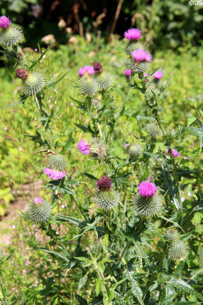 Thistles growing on estate at Newhailes. Musselburgh, Scotland.