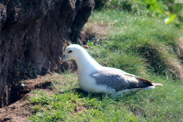 Fulmar <i>Fulmarus glacialisat</i> nesting on cliff near Tantallon Castle. Scotland.