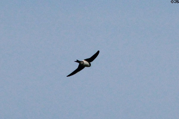 Swift flies near Tantallon Castle. Scotland.