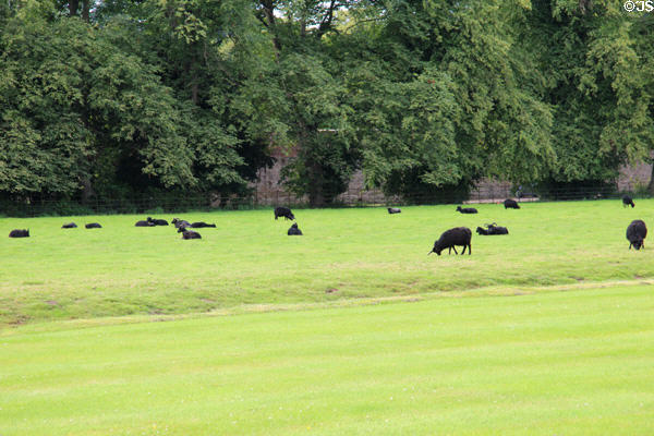 Horned sheep grazing on estate at Hopetoun House. Queensferry, Scotland.
