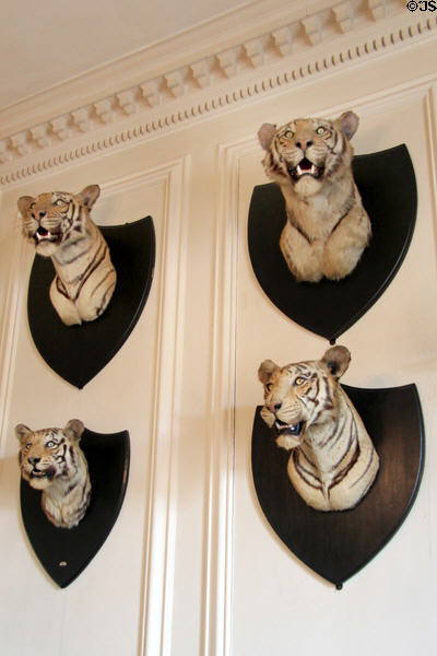 White tiger trophy heads in South Pavilion at Hopetoun House. Queensferry, Scotland.