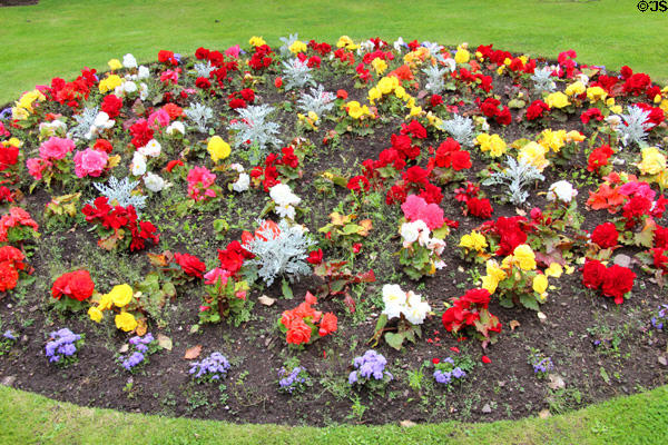 Begonia bed at Mary Queen of Scots House. Jedburgh, Scotland.
