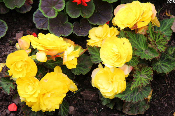 Begonia bed at Mary Queen of Scots House. Jedburgh, Scotland.