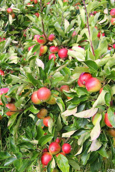 Apple trees at Priorwood Garden. Melrose, Scotland.