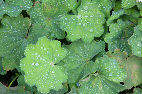 Rain on leaves at Priorwood Garden. Melrose, Scotland.