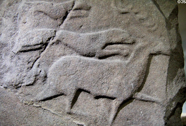 Pictish cross-slab (back Droston stone) detail of hound attacking elk at St Vigeans Museum. Arbroath, Scotland.