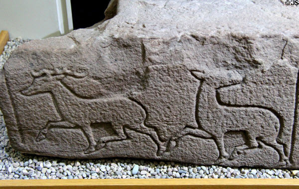 Hunted deer carved on Pictish story stone at St Vigeans Museum. Arbroath, Scotland.