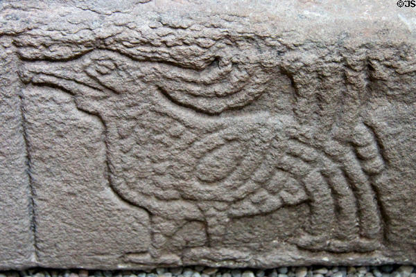 Plumed bird carved on Pictish story stone at St Vigeans Museum. Arbroath, Scotland.