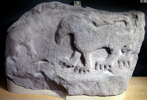 Pictish grave marker with lion at St Vigeans Museum. Arbroath, Scotland.