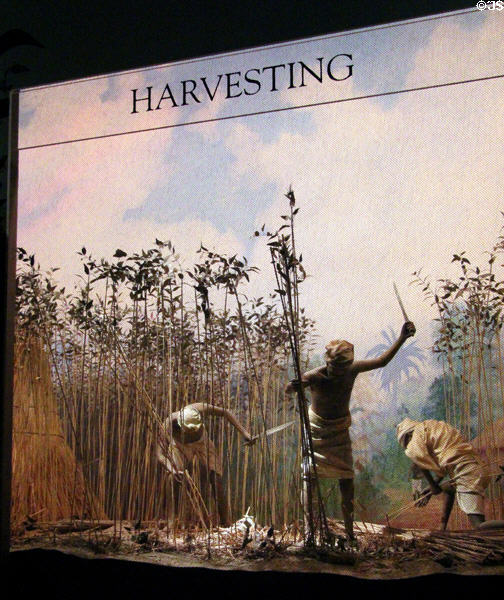 Display of harvesting of jute plants at Verdant Works Museum. Dundee, Scotland.