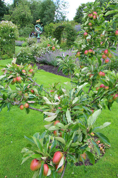 Apple tree at Kellie Castle. Pittenweem, Scotland.
