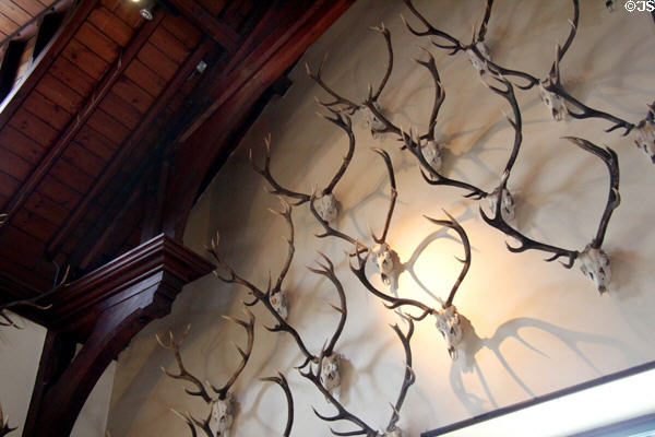 Collection of antlers in Ballroom at Blair Castle. Pitlochry, Scotland.