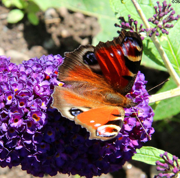 Peacock butterfly <i>Inachis io</i> at Cardoness Castle. Scotland.