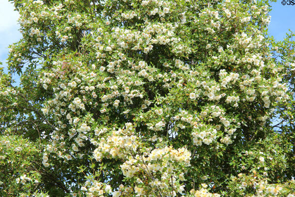 Flowering tree in garden at Broughton House. Kirkcudbright, Scotland.
