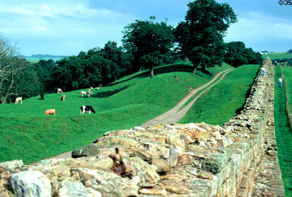 Cows graze along stone ruins of Hadrian's Wall. Scotland.
