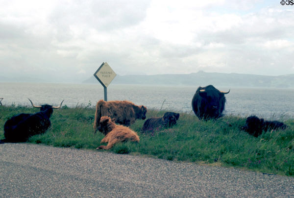 Highland cows along single track road in northern Scotland.