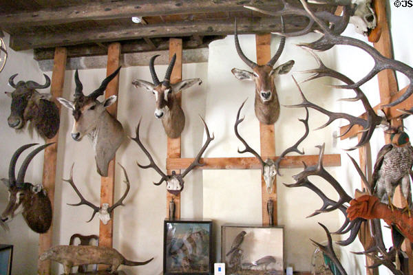 Deer & other horned & antlered antelopes taxidermied heads in trophy room at Castle Fraser. Aberdeenshire, Scotland.