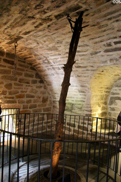 Vault of Cawdor Castle tower built around tree which legend says was where the Thane's donkey lay down to sleep, a good omen the Thane had in a dream. Cawdor, Scotland.
