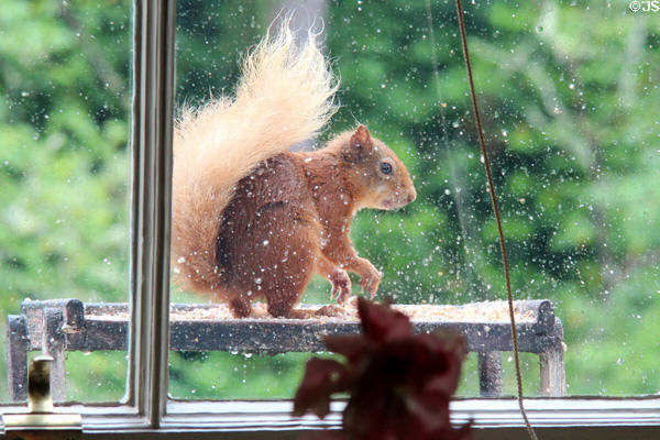 Red squirrel at Cawdor Castle. Cawdor, Scotland.