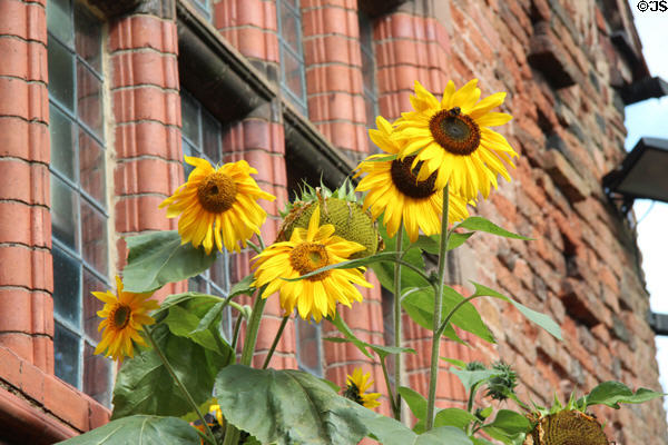 Sunflowers at Wightwick Manor. Wolverhampton, England.