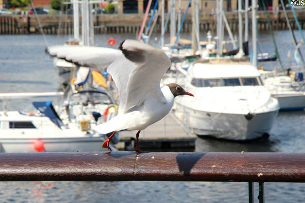 Black-headed gull at Titanic Quarter. Belfast, Northern Ireland.