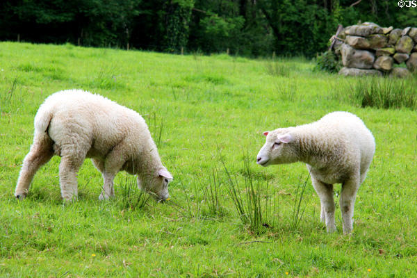Lambs at Ulster Folk Park. Belfast, Northern Ireland.