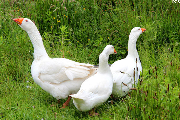 Geese at Ulster Folk Park. Belfast, Northern Ireland.