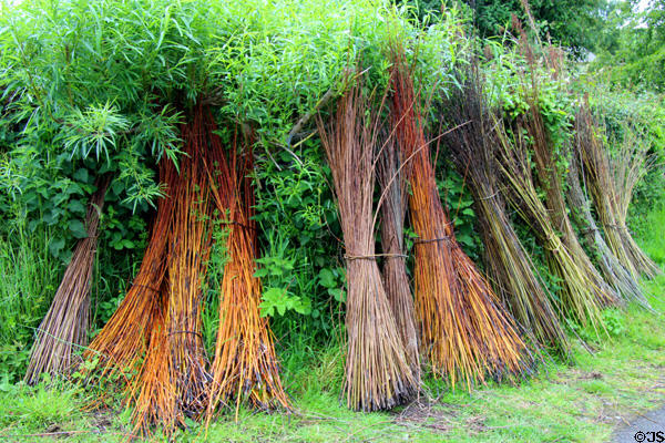 Bundles of willow rods used in baskets at Ulster Folk Park. Belfast, Northern Ireland.