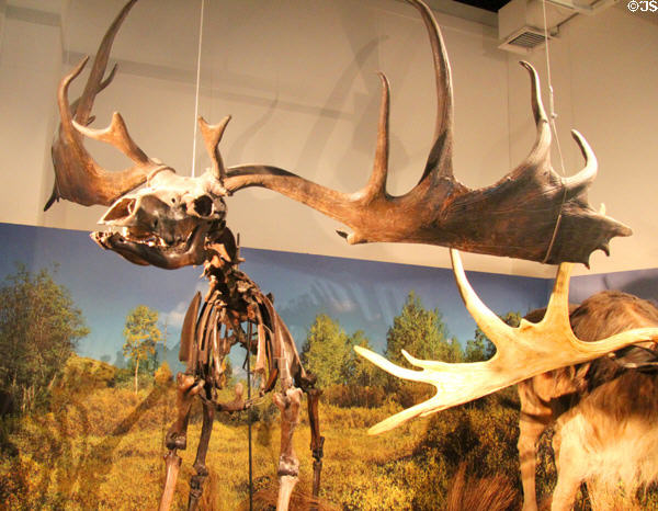 Skeleton of extinct Giant Irish Deer <i>Megaloceros giganteus</i> at Ulster Museum. Belfast, Northern Ireland.