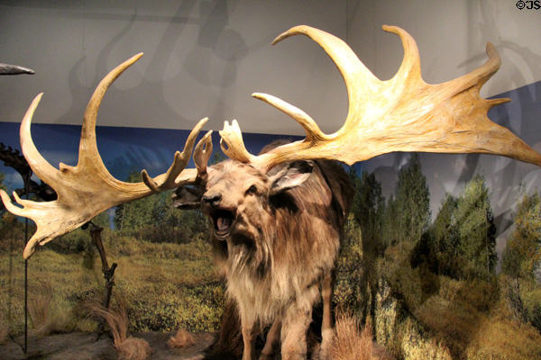 Model of extinct Giant Irish Deer at Ulster Museum. Belfast, Northern Ireland.