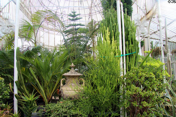 Interior plantings of glass Palm House (1840) in Botanic Gardens. Belfast, Northern Ireland.