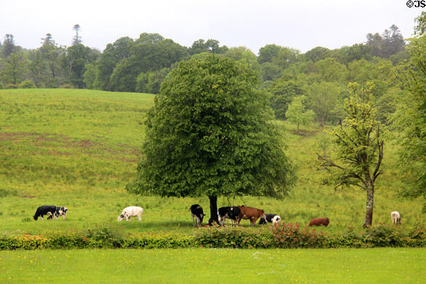 Cows graze at Florence Court. Enniskillen, Northern Ireland.