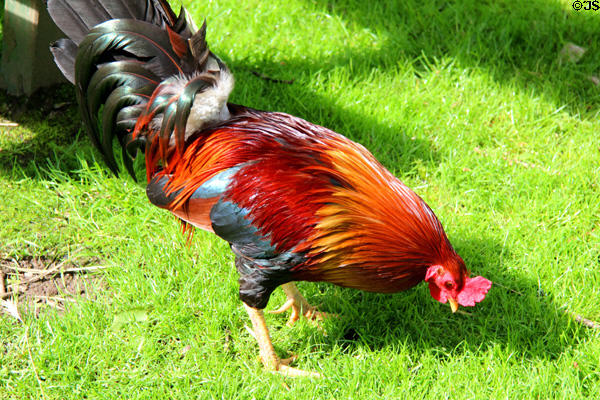 Rooster at Ulster American Folk Park. Omagh, Northern Ireland.