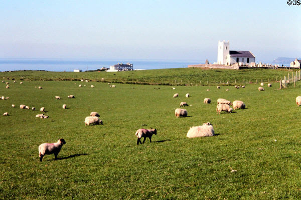 Sheep graze at Ballintoy Harbour. Northern Ireland.