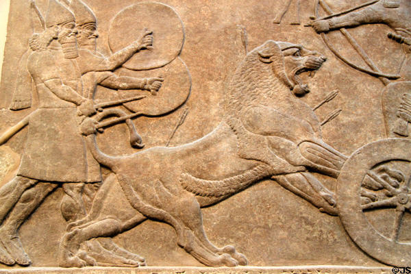 Detail of Assyrian lion hunt carved panel (c865-860 BCE) from North-West Palace of Nimrud at British Museum. London, United Kingdom.