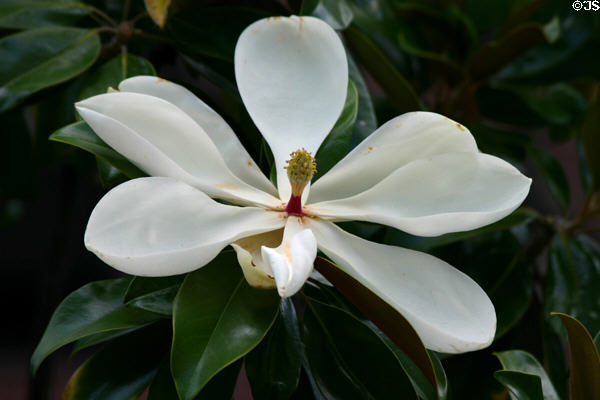 Magnolia flower at Historic Arkansas Museum. Little Rock, AR.