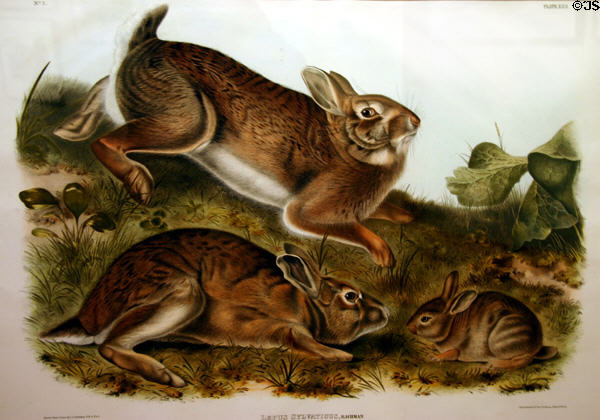 John James Audubon folio of Grey Rabbit (Easter Cottontail). AR.
