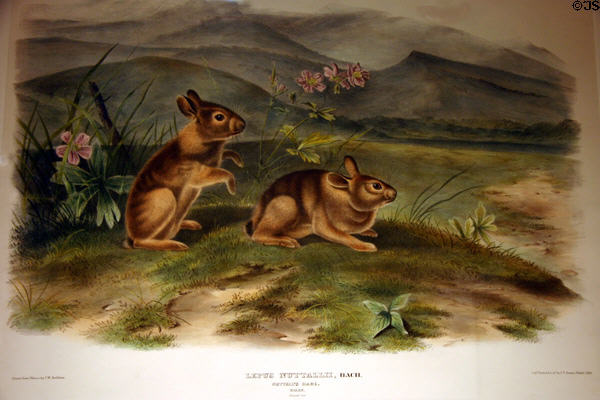 John Woodhouse Audubon folio of Nuttal's Hare (Mountain Cottontail). AR.