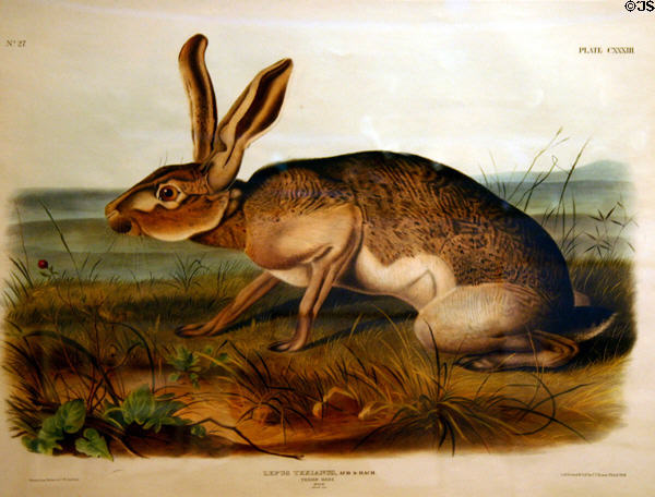 John Woodhouse Audubon folio of Texian Hare (Black-tailed Jack Rabbit). AR.