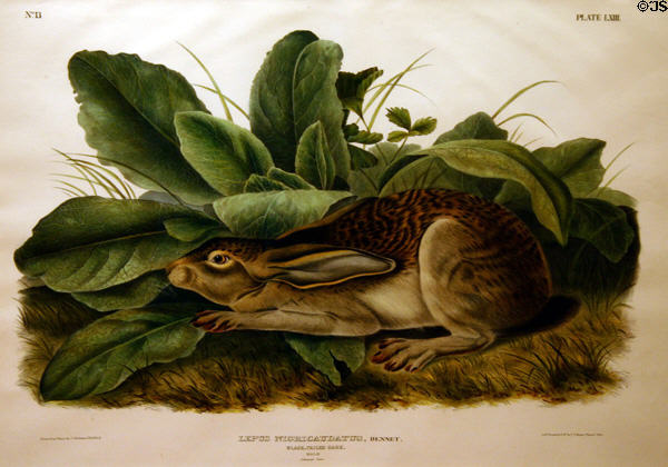 John James Audubon folio of Black-tailed Hare (White-Sided Jack Rabbit). AR.