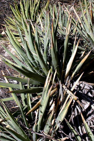 Yucca in Walnut Canyon National Monument. AZ.