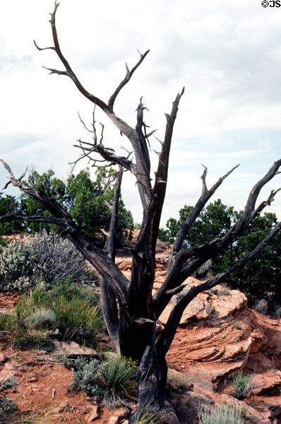Navajo National Monument bare tree trunk. AZ.