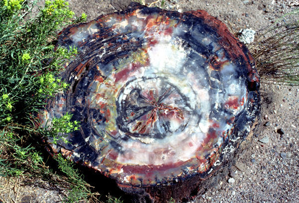 Petrified Forest National Park polished petrified log section. AZ.